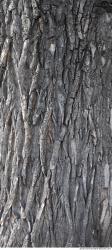 Tree Bark